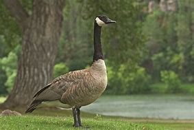 Image result for Afghanistan Goose