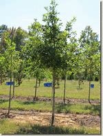 Image result for Nuttall Oak Tree