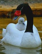 Image result for Unusual Swans