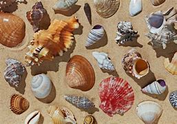 Image result for Sandy Beach Shells