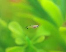 Image result for Baby Platy