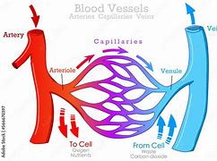 Image result for High Blood Pressure Arteries