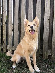 Image result for Shepherd Golden Retriever Mix Puppy