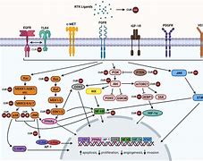 Image result for Receptor Tyrosine Kinase