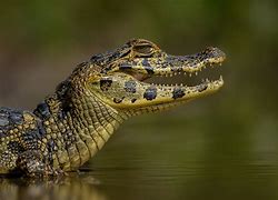 Image result for Biggest Caiman