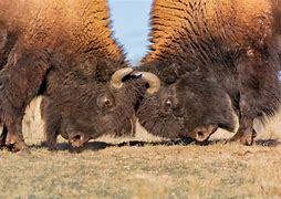 Image result for Buffalo Bison Fighting