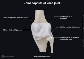 Image result for Posterior Knee Joint