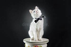 Image result for Sitting Down White Cats