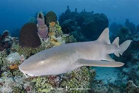 Image result for Nurse Shark Pet