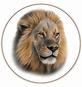 Image result for Lion Hi Res