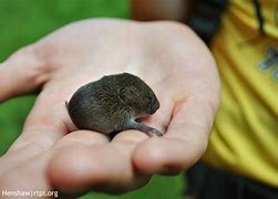 Image result for Eastern Meadow Vole