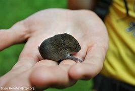 Image result for Baby Black Meadow Vole