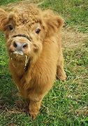 Image result for Calf Baby Cow