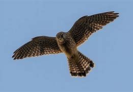 Image result for Kestrel Hunting