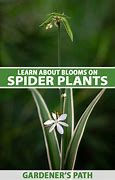 Image result for Do Spider Plants Flower