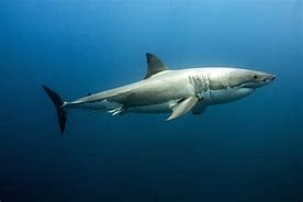 Image result for Fins Up Shark