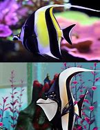 Image result for Black Fish From Nemo