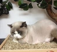 Image result for Smerf Cat with Hair