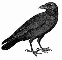 Image result for Raven Art Drawing