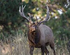 Image result for Non Typical Bull Elk