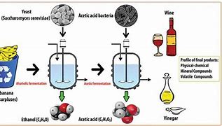 Image result for Steps of Fermentation