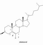 Image result for Cholesterol Molecule Diagram