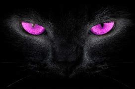 Image result for Light Pink Cat