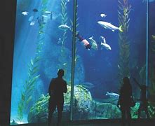 Image result for Aquarium of the Pacific Mascots