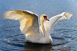 Image result for Unusual Swans