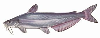 Image result for Blue Catfish Identification