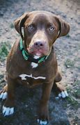 Image result for Pit Bull Lab