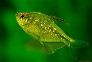 Image result for Ikan Laut Warna Hijau