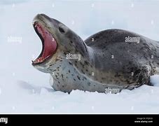 Image result for Leopard Seal Antarctica