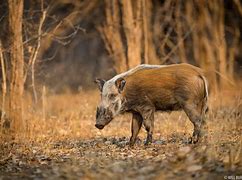 Image result for Bushpig