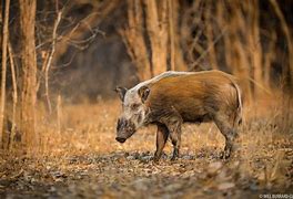 Image result for Bushpig Habitat