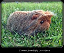 Image result for Guinea Pig Plushie