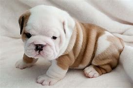 Image result for Baby Black Bulldog