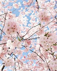 Image result for Aesthetic Pastel Pink Background with Flowers