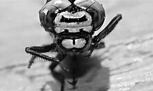 Image result for Macro Eye Photography Black and White