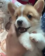 Image result for Baby Corghis