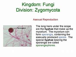 Image result for Chytridiomycota Characteristics