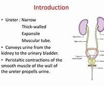 Image result for Ureter Segments