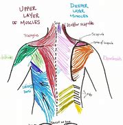 Image result for Female Upper Back Muscles Anatomy