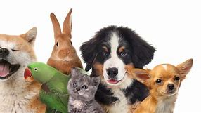 Image result for Copyright Free Pets