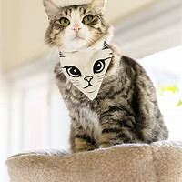 Image result for Cat Head SVG