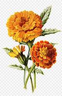 Image result for Mexican Marigold Flower