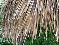 Image result for Palm Thatch Roof