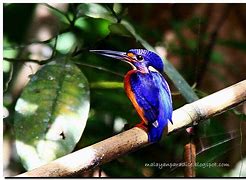 Image result for Blue Kingfisher In Borneo Rainforest