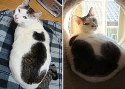 Image result for Cat Markings Chart