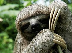 Image result for Panama Mammals